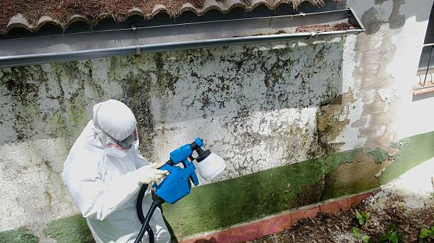Top rated local Basement Mold Removal specialists in Williamsport, MD